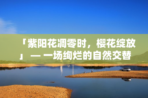 「紫阳花凋零时，樱花绽放」 — 一场绚烂的自然交替