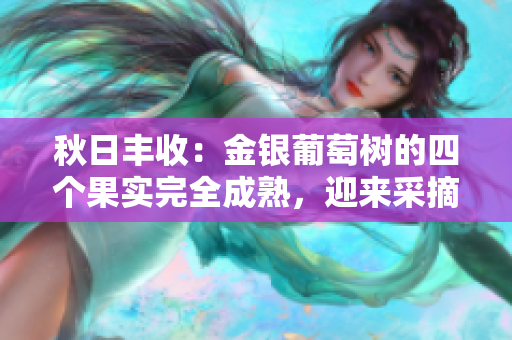 秋日丰收：金银葡萄树的四个果实完全成熟，迎来采摘季节  